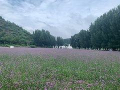 -紫海香堤香草艺术庄园