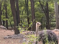 -北京野生动物园