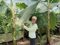 -呀路古热带植物园