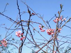 -天适樱花悠乐园