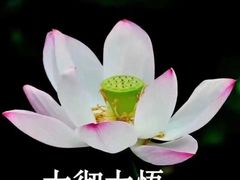 -金牌餐厅·天津菜·八珍豆腐·老爆三(瓷房子店)