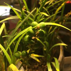 -周忆刺青原创设计定制