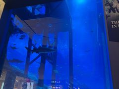 -迪拜水族馆及水下动物园