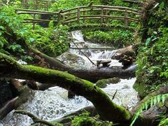 -莫里热带雨林景区