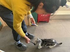 -飞行喵MR PILOT|猫舍·猫咖(静安大融城店)