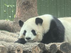 -成都动物园