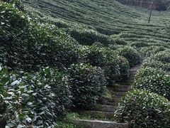 -十八棵（老龙井）御茶园(老龙井店)