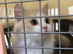 -小猫来了·猫舍(红山六九七九店)