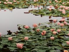 -白鹭湾湿地公园