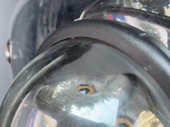 -宠颐生猫科·内科皮肤科(西平世纪城店)