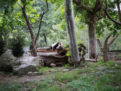 -都江堰中华大熊猫苑
