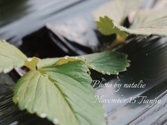 -甜心庄园·甜心草莓采摘园(西青中北店)