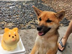 -柴犬高等学院·狗咖·柴犬售卖·宠物训练