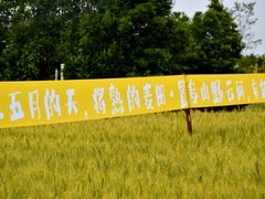 -杭州湾海上花田景区