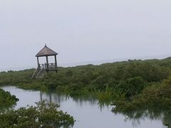 -北海金海湾红树林生态旅游区