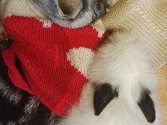 -猫猫幼稚园·撸猫·桌游·电玩