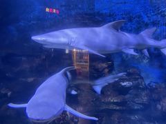 -烟台海昌鲸鲨海洋公园