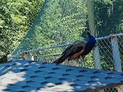 -西霞口神雕山野生动物世界