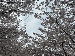 -高东镇樱花园