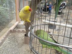 -南宫五洲植物乐园