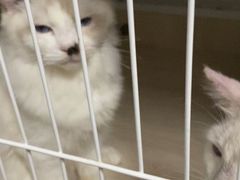 -Bastet sally猫舍购宠(静安店)