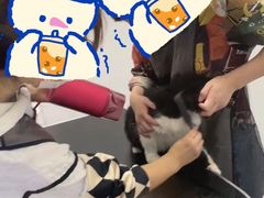 -山宅一喵德文卷毛猫舍