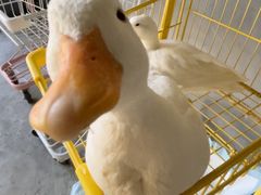 -浣熊柯尔鸭土拨鼠·电玩咖