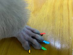 -圣宠动物医院·犬猫专科·影像中心·外科中心