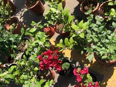 -中环花鸟鱼虫市场