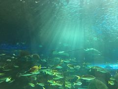 -瑞普利水族馆
