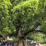 松阳县古村落的老树厨房