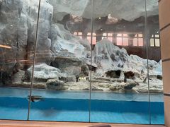 -帝企鹅自助餐厅•儿童岛•真企鹅(长隆企鹅酒店)