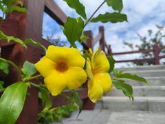 -广州白江湖森林公园