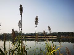 -东郊湿地公园