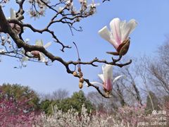 -梅花山(明孝陵内)