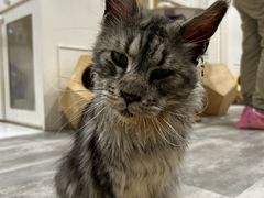 -楼上猫咖(罗湖店)