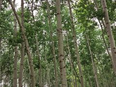 -仁和公园(顺义区)