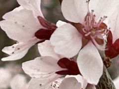 -桃花堤公园