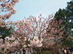-南山植物园