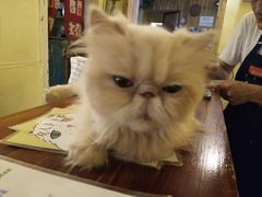 -猫色咖啡·猫咖