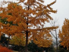 -北京西山国家森林公园