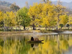 -千年银杏谷文化旅游区