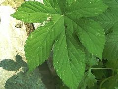 -阳台山自然风景区