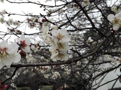 -香雪海