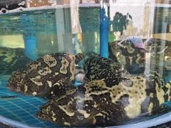 -百富源·海鲜辽菜(张士店)