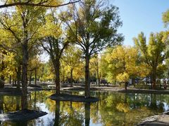 -金塔沙漠胡杨林景区