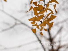 -三里屯东五街银杏大道