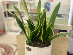 -香秀空间科技抗衰·美容中心