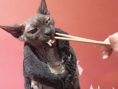 -猫色咖啡·猫咖