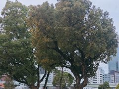 -中之岛公园